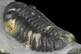 Adrisiops Weugi Trilobite - Recently Described Phacopid #130526-5